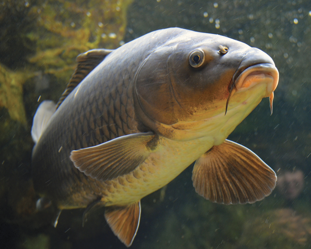 Convergeren moed kwaad Vissen op karper? Leer hier hoe het moet!